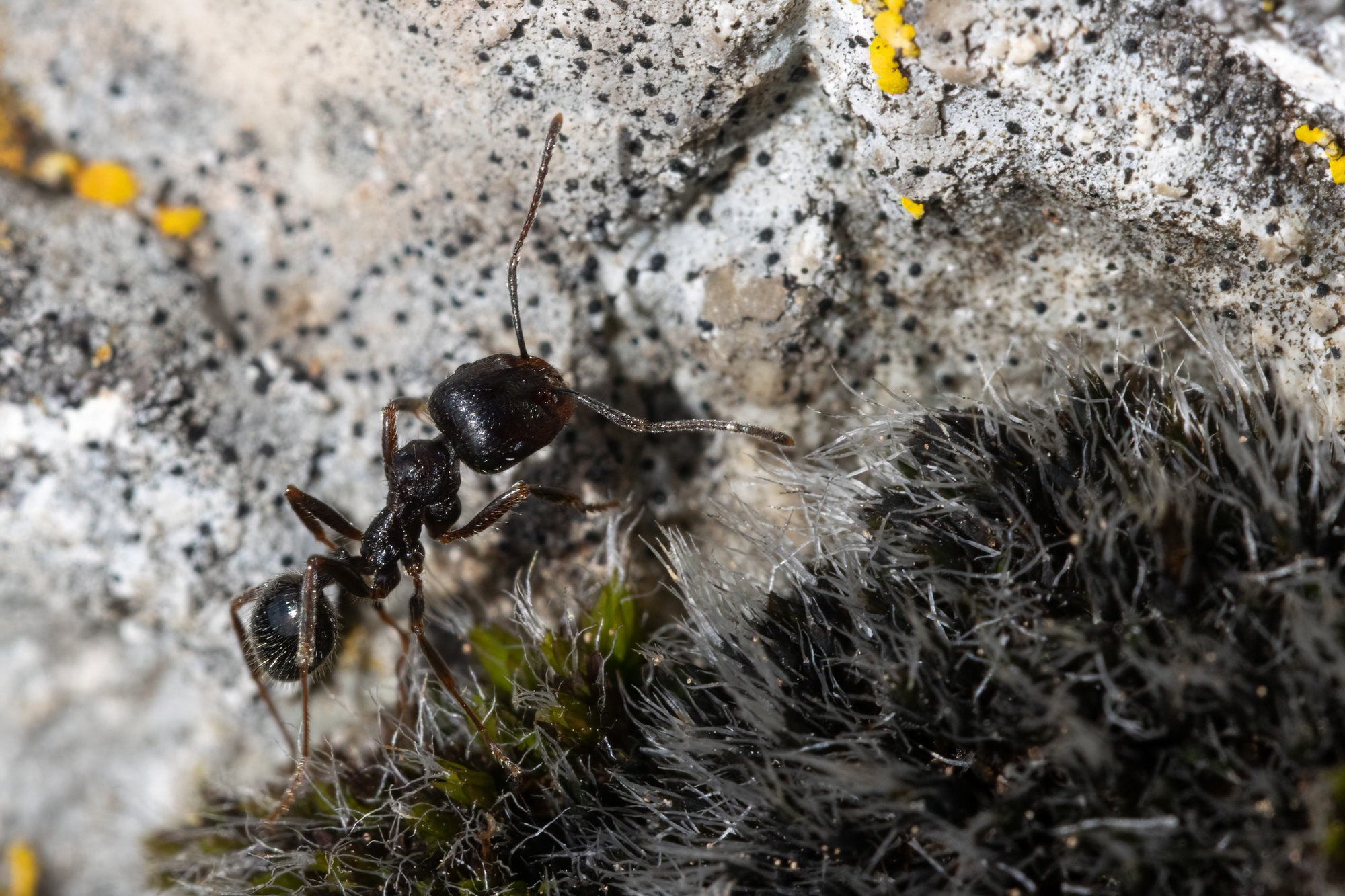 Messor ibericus